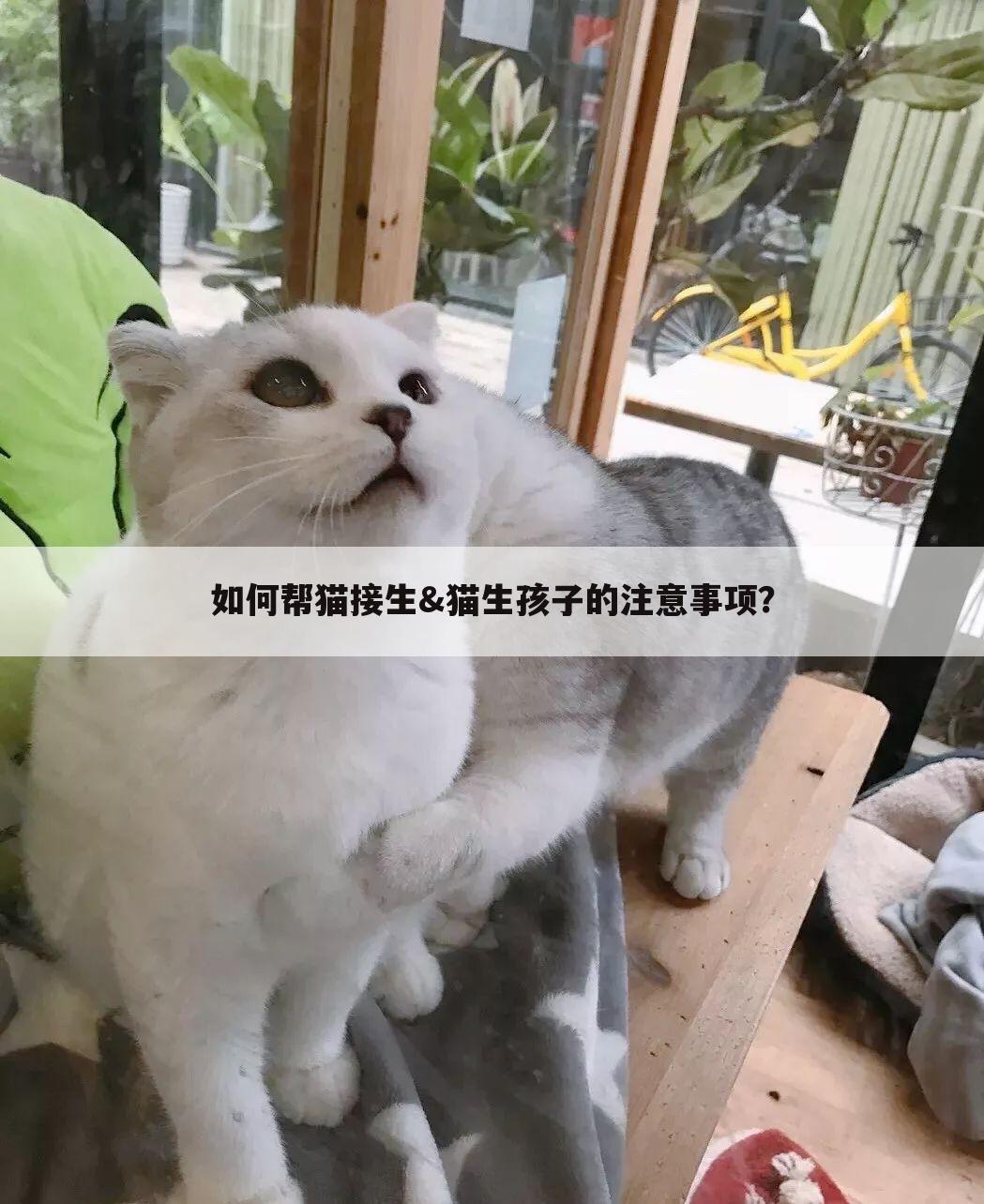 如何帮猫接生&猫生孩子的注意事项？