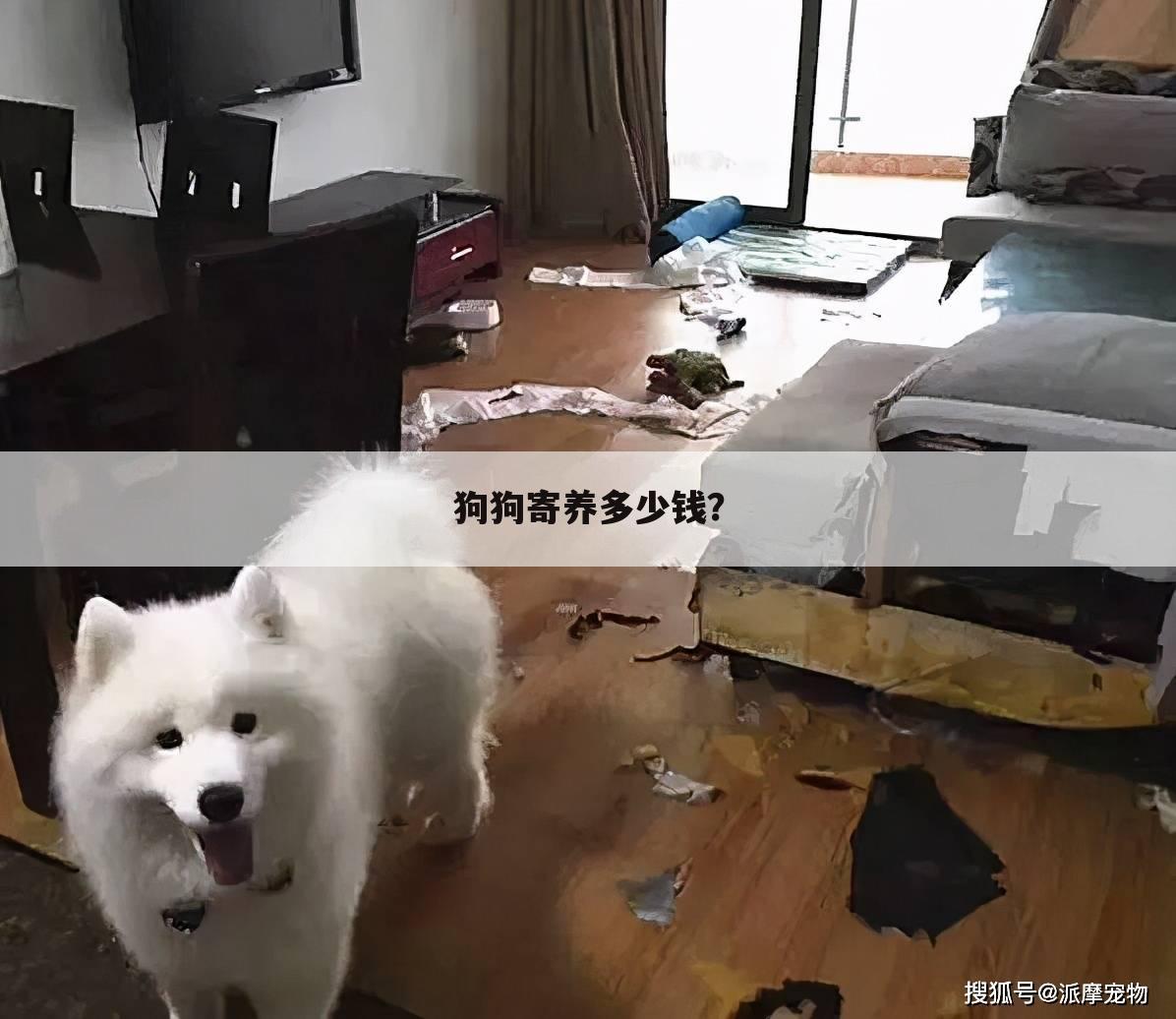 狗狗寄养多少钱?