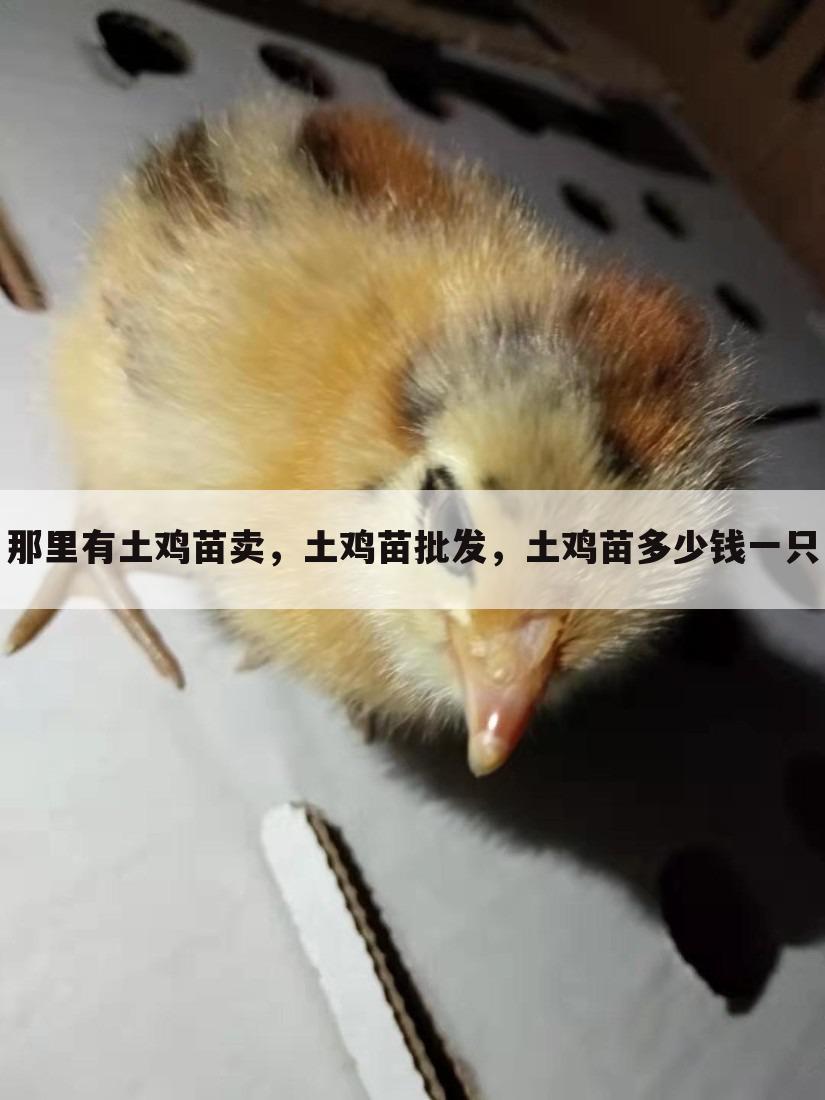 那里有土鸡苗卖,土鸡苗批发,土鸡苗多少钱一只