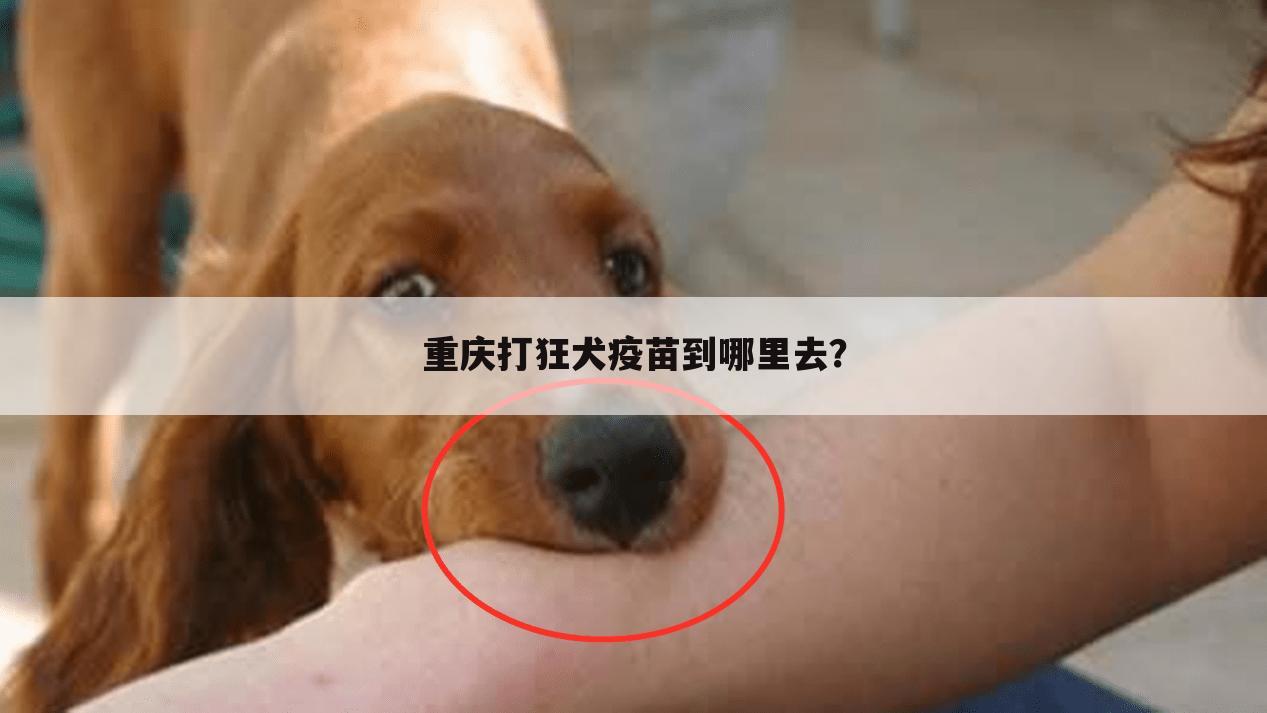 重庆打狂犬疫苗到哪里去？
