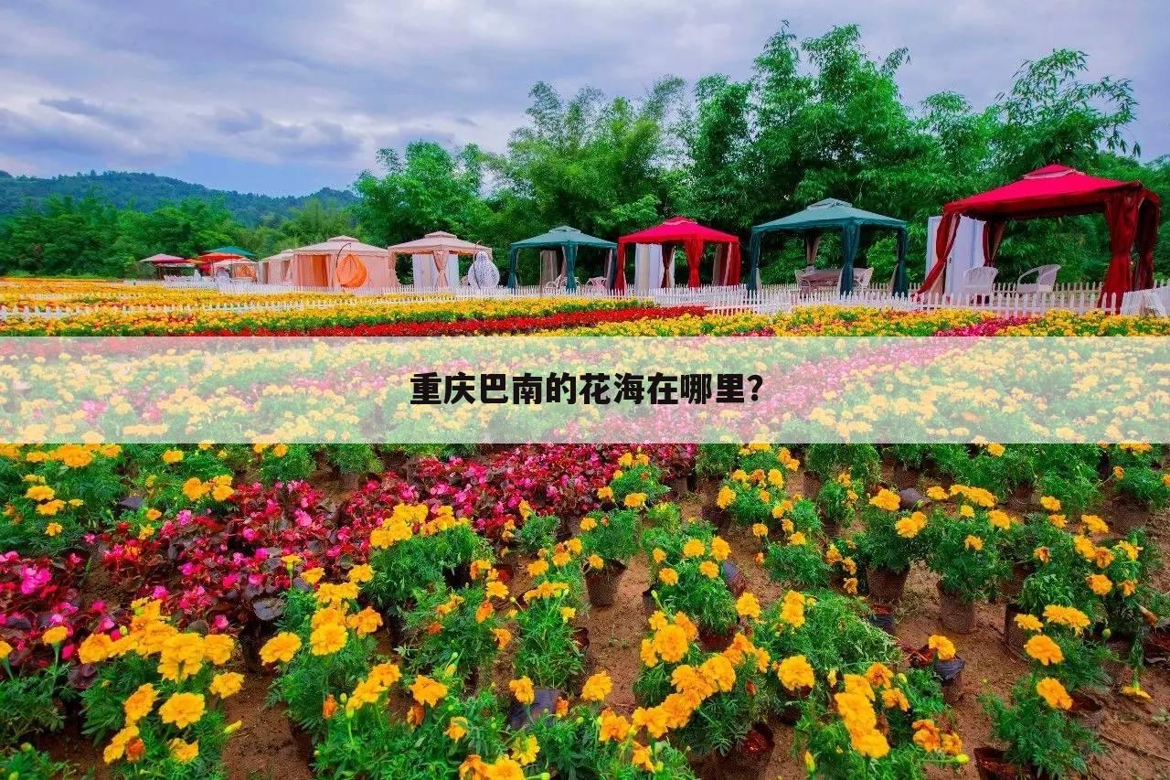 重庆巴南的花海在哪里?