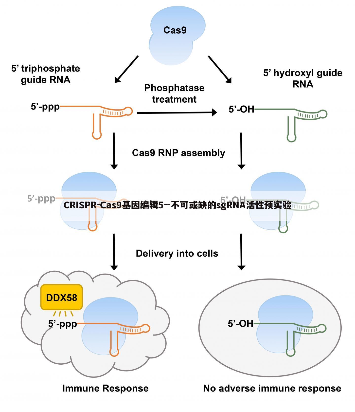 CRISPR-Cas9基因编辑5--不可或缺的sgRNA活性预实验