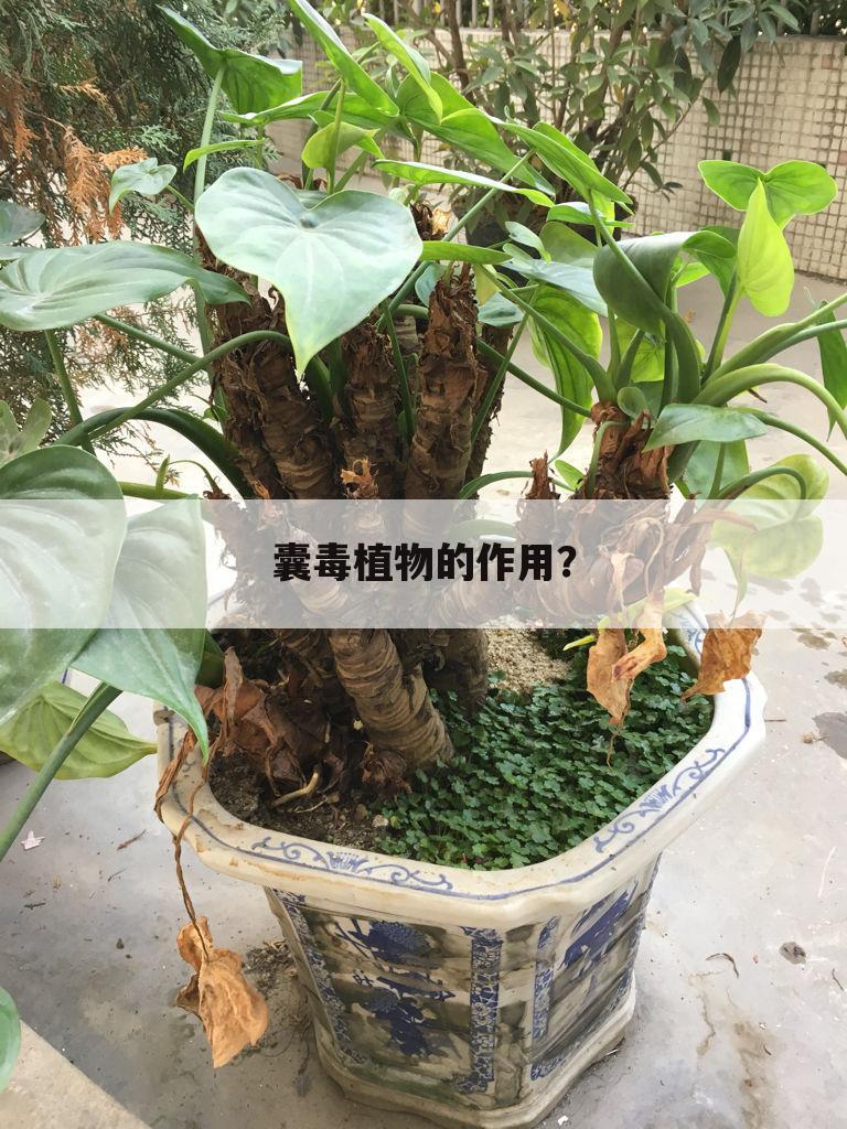 囊毒植物的作用?