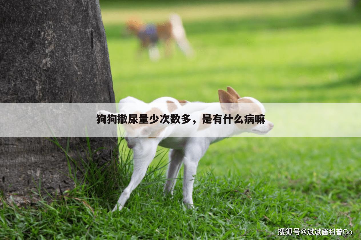 狗狗撒尿量少次数多,是有什么病嘛