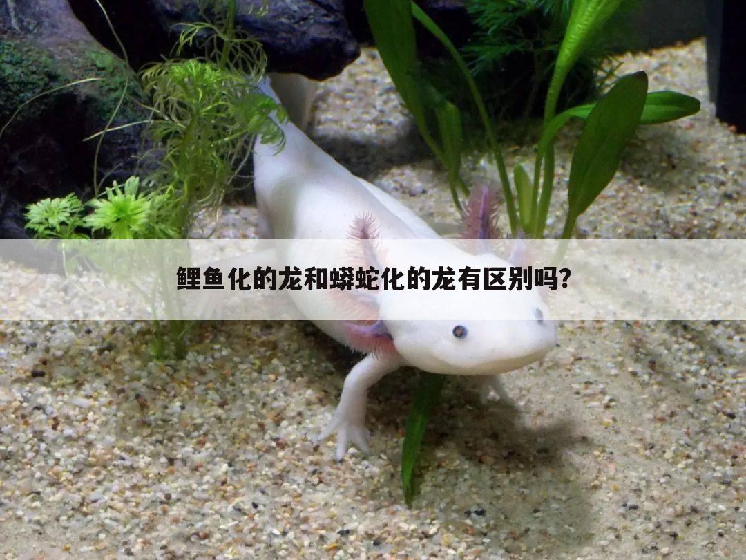 鲤鱼化的龙和蟒蛇化的龙有区别吗?