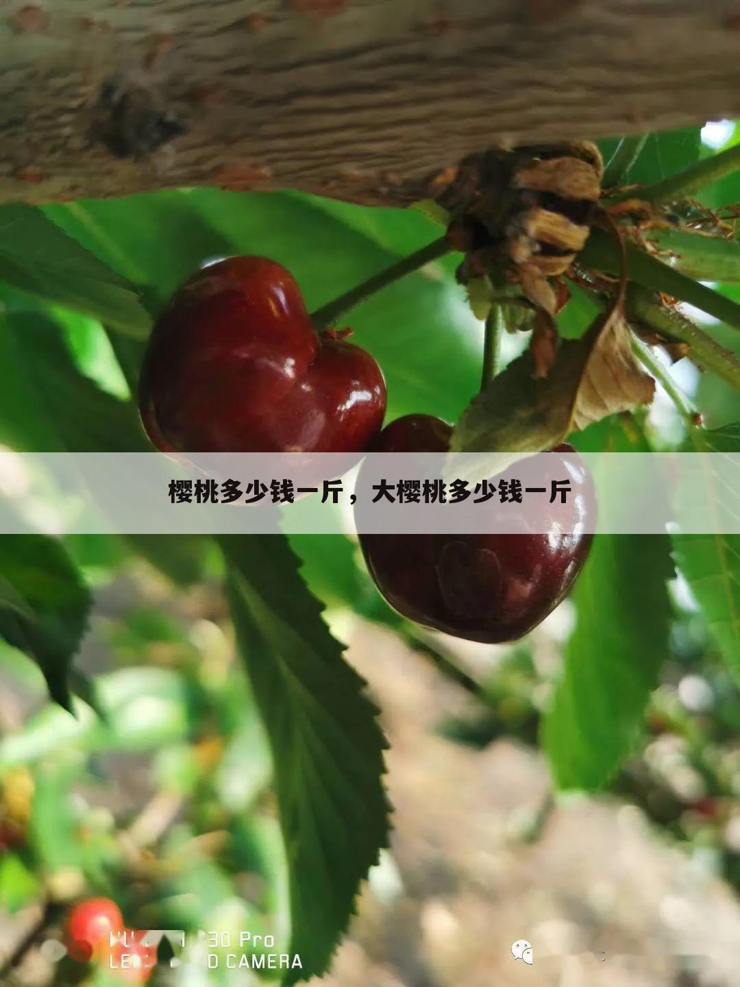 樱桃多少钱一斤,大樱桃多少钱一斤