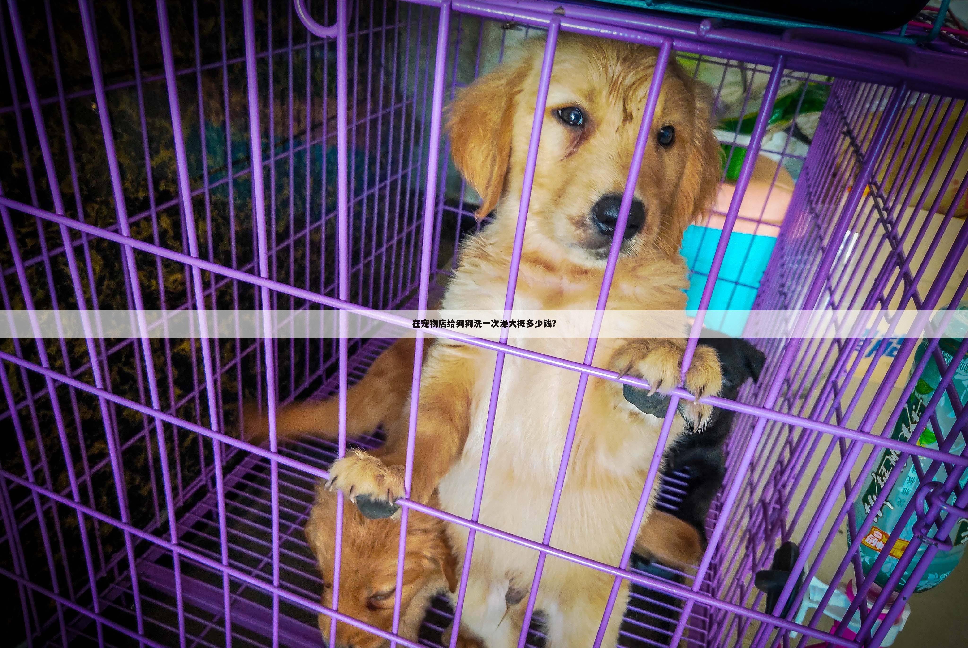 在宠物店给狗狗洗一次澡大概多少钱？