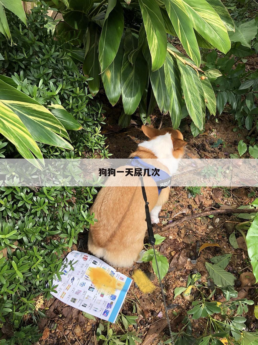 狗狗一天尿几次
