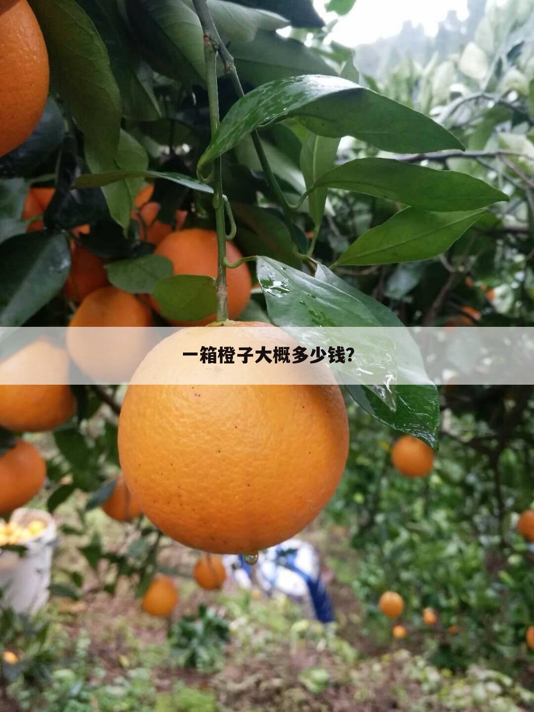 一箱橙子大概多少钱?