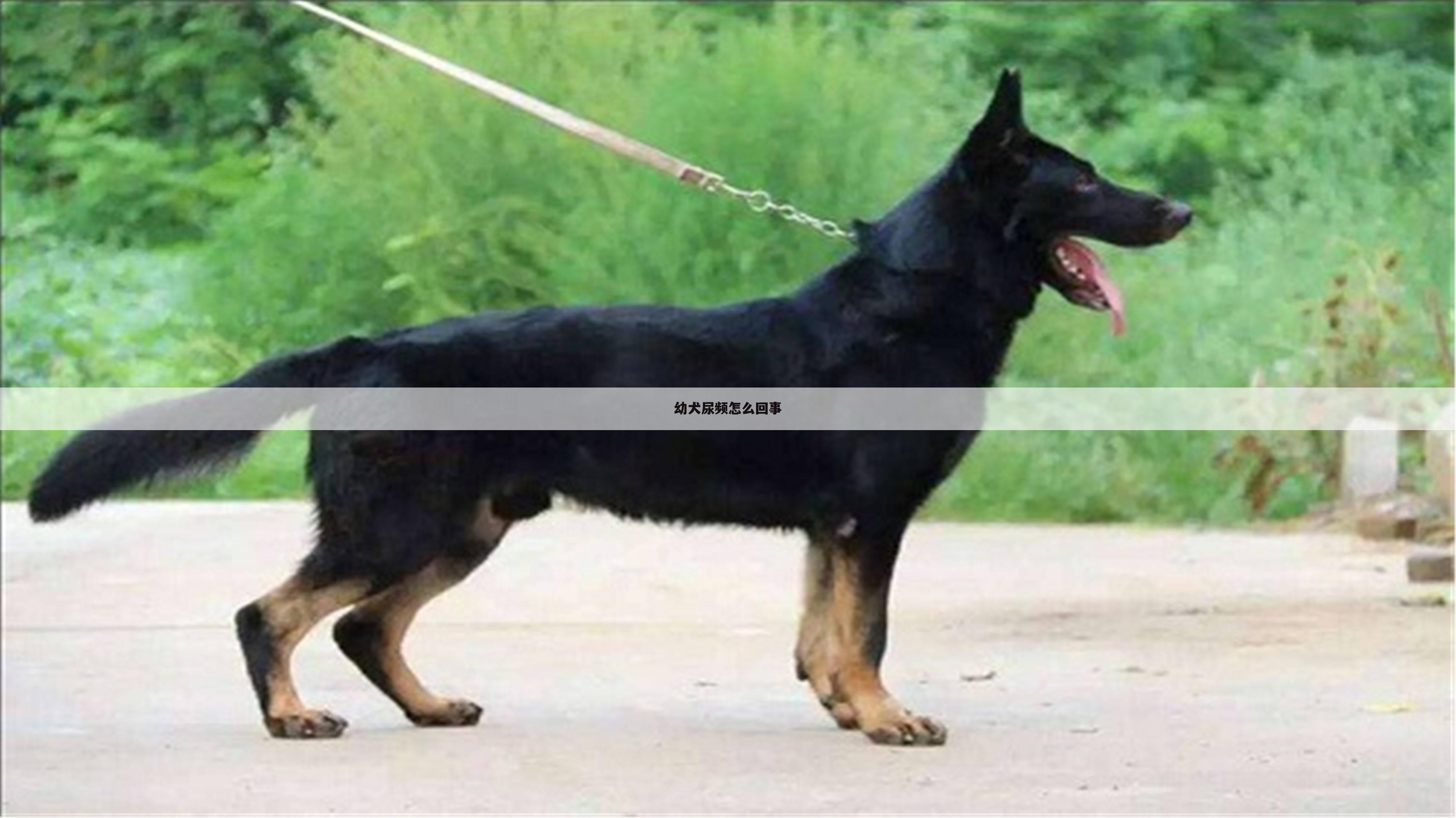 幼犬尿频怎么回事