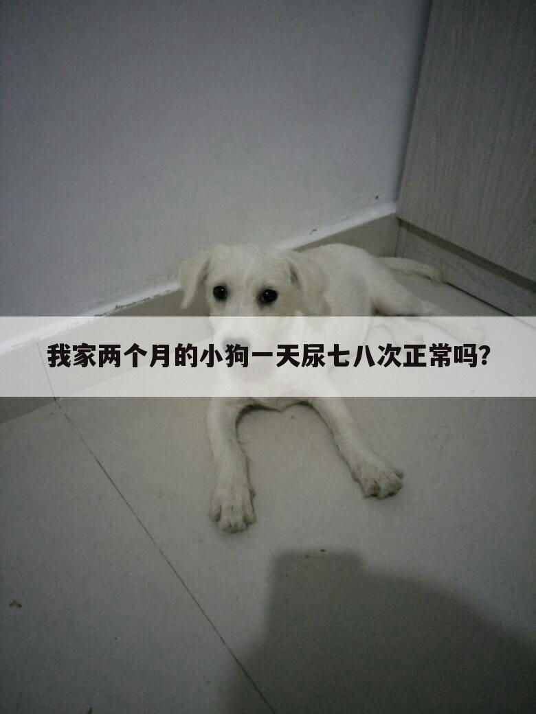 我家两个月的小狗一天尿七八次正常吗?