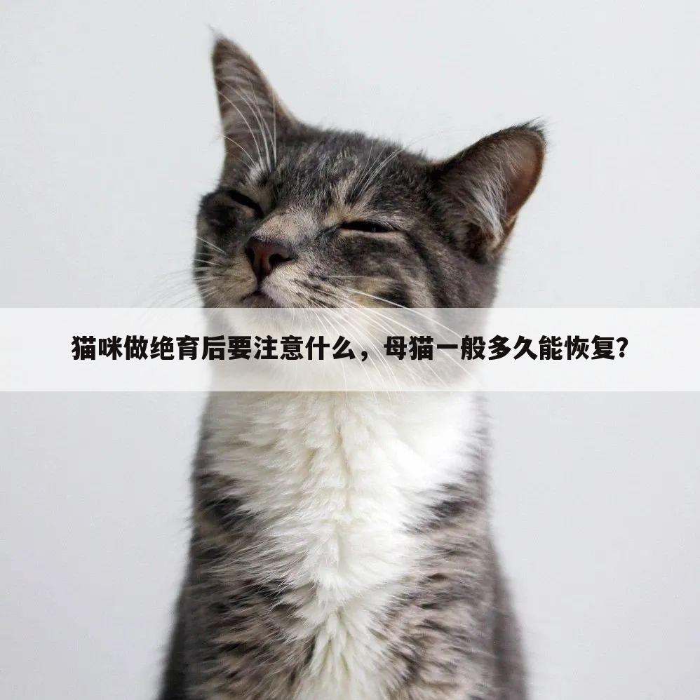 猫咪做绝育后要注意什么,母猫一般多久能恢复?