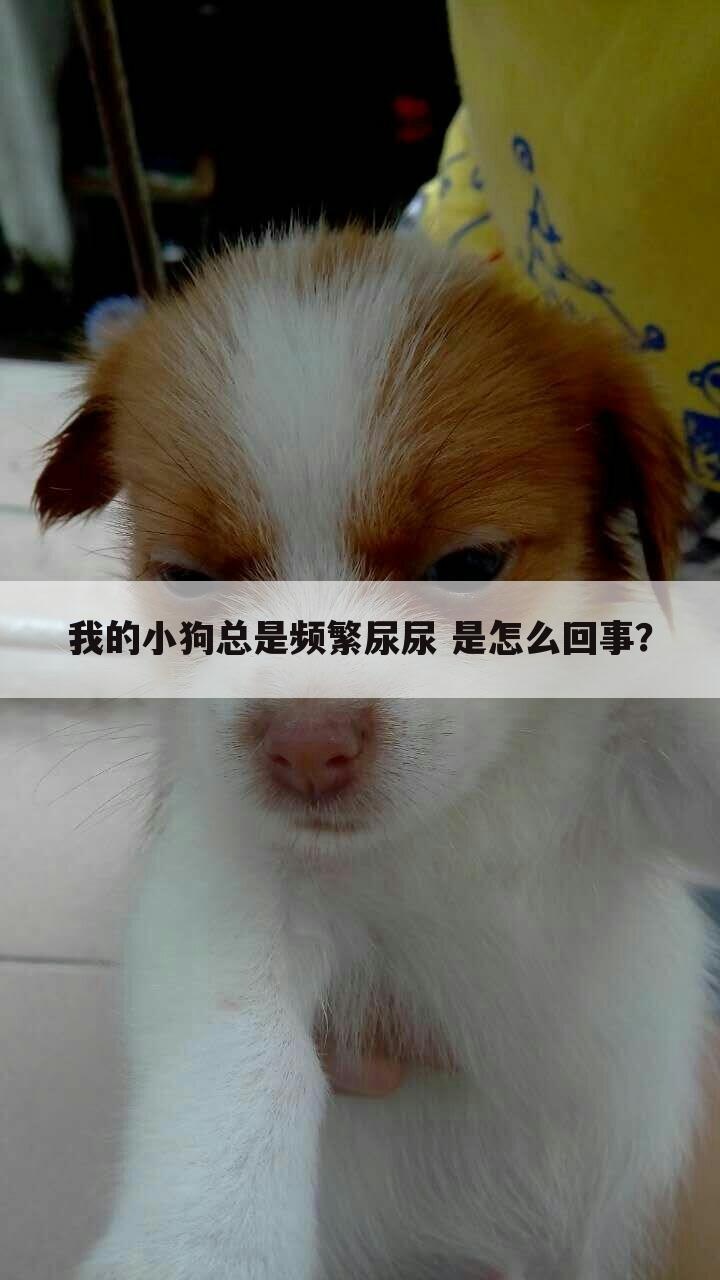 我的小狗总是频繁尿尿 是怎么回事?