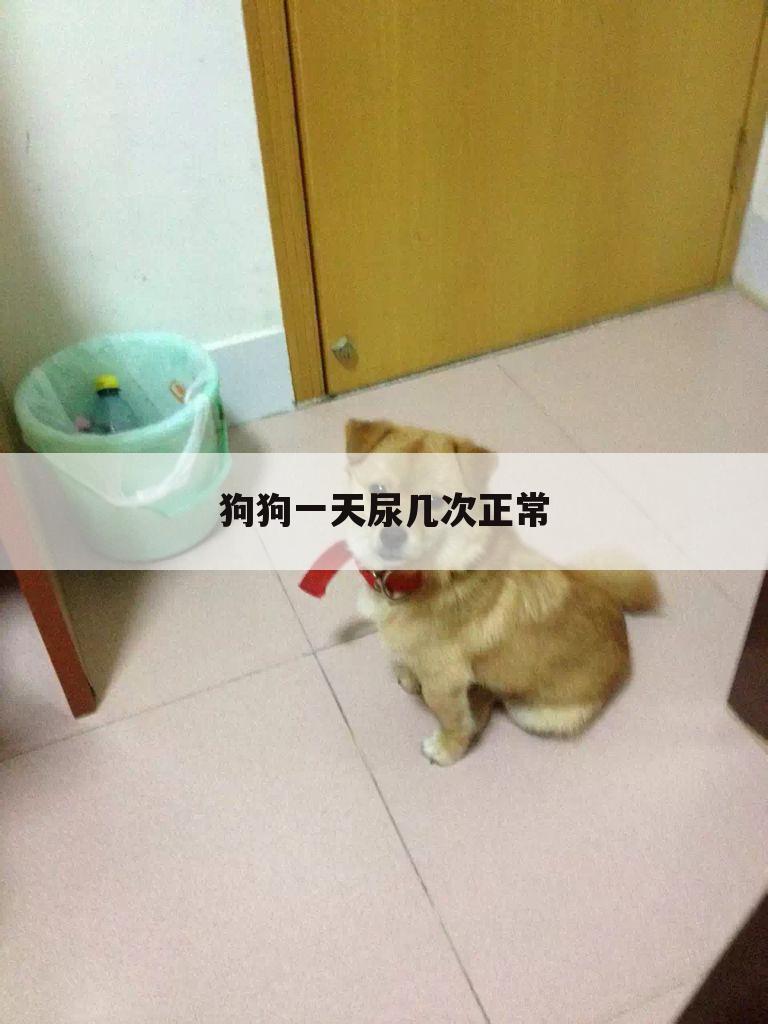 狗狗一天尿几次正常