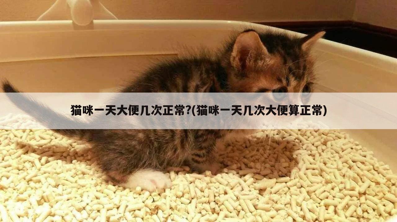 猫咪一天大便几次正常?(猫咪一天几次大便算正常)