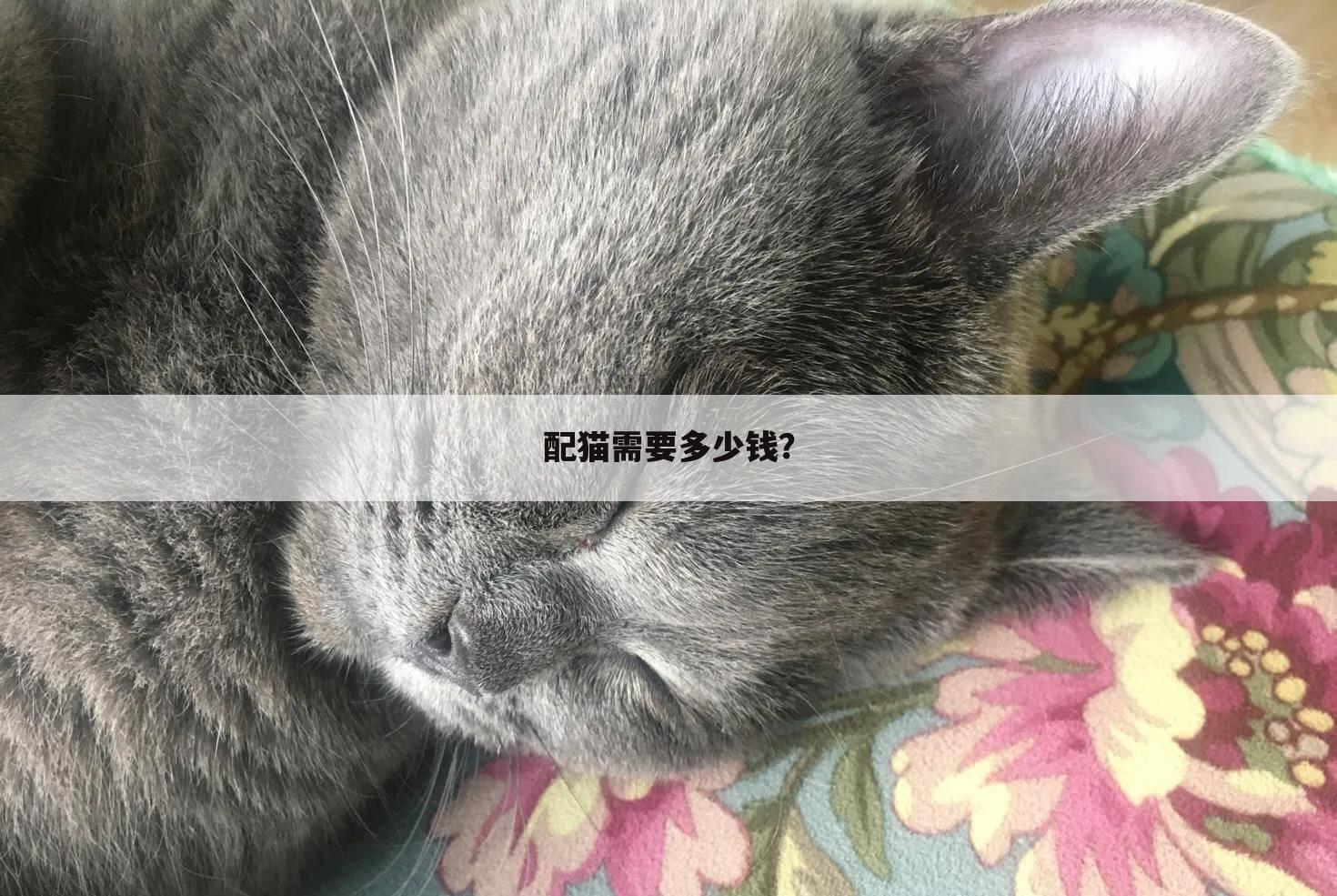 配猫需要多少钱?