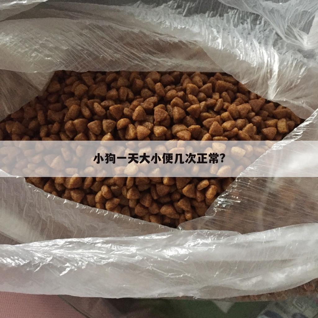 小狗一天大小便几次正常?