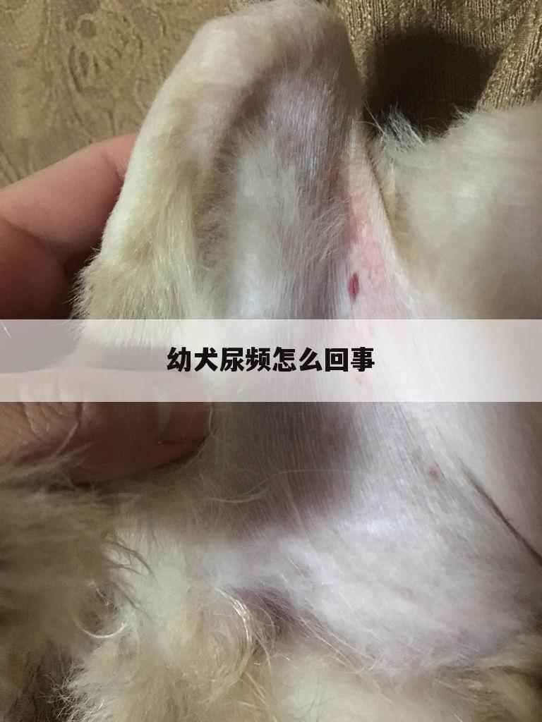 幼犬尿频怎么回事