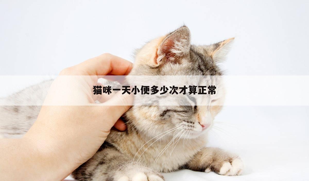 猫咪一天小便多少次才算正常