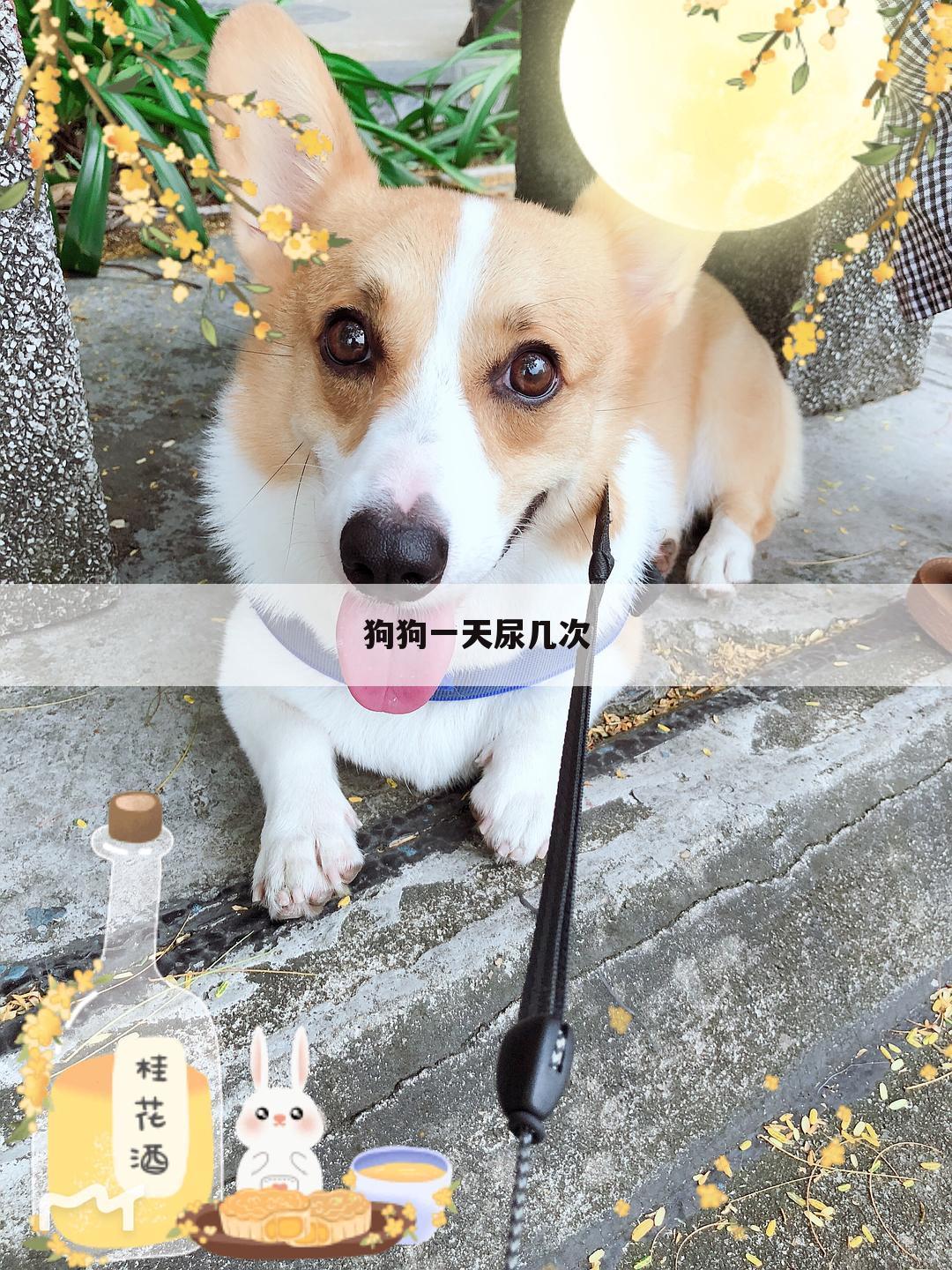 狗狗一天尿几次