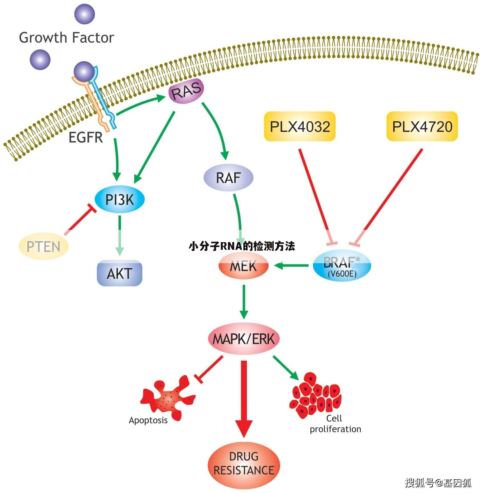 小分子RNA的检测方法