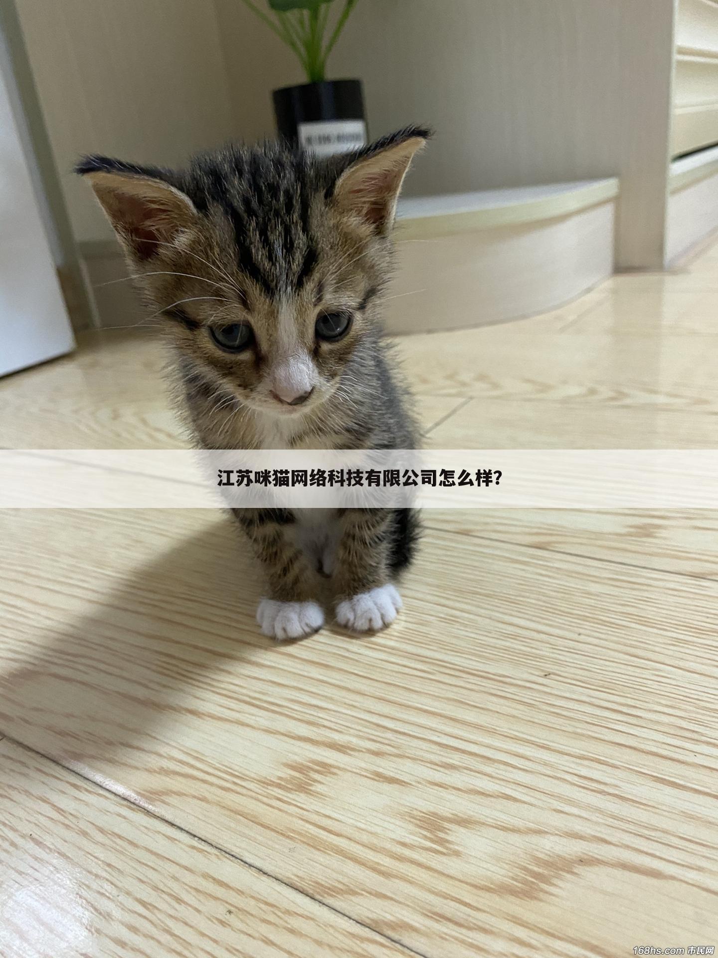 江苏咪猫网络科技有限公司怎么样?