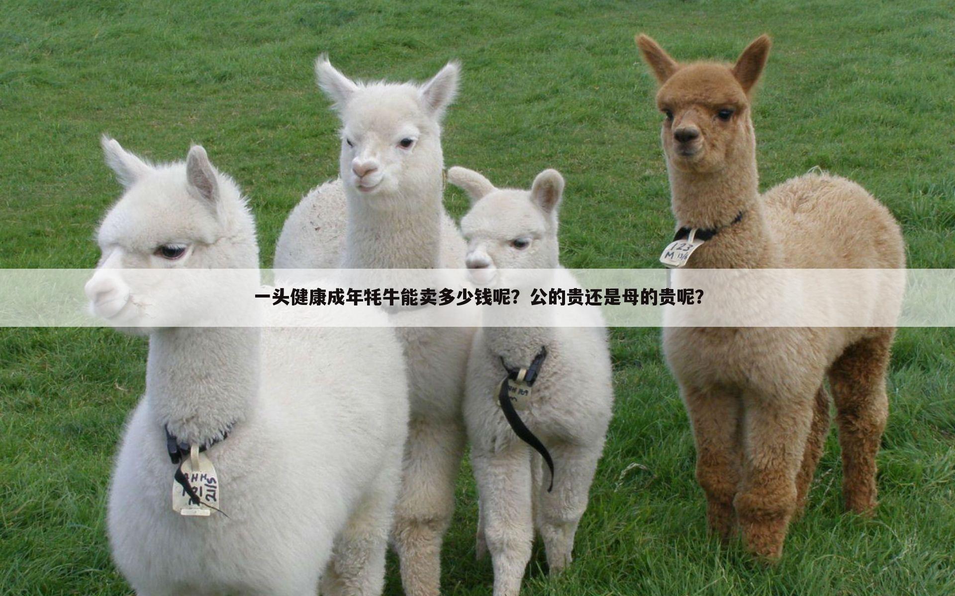 一头健康成年牦牛能卖多少钱呢?公的贵还是母的贵呢?