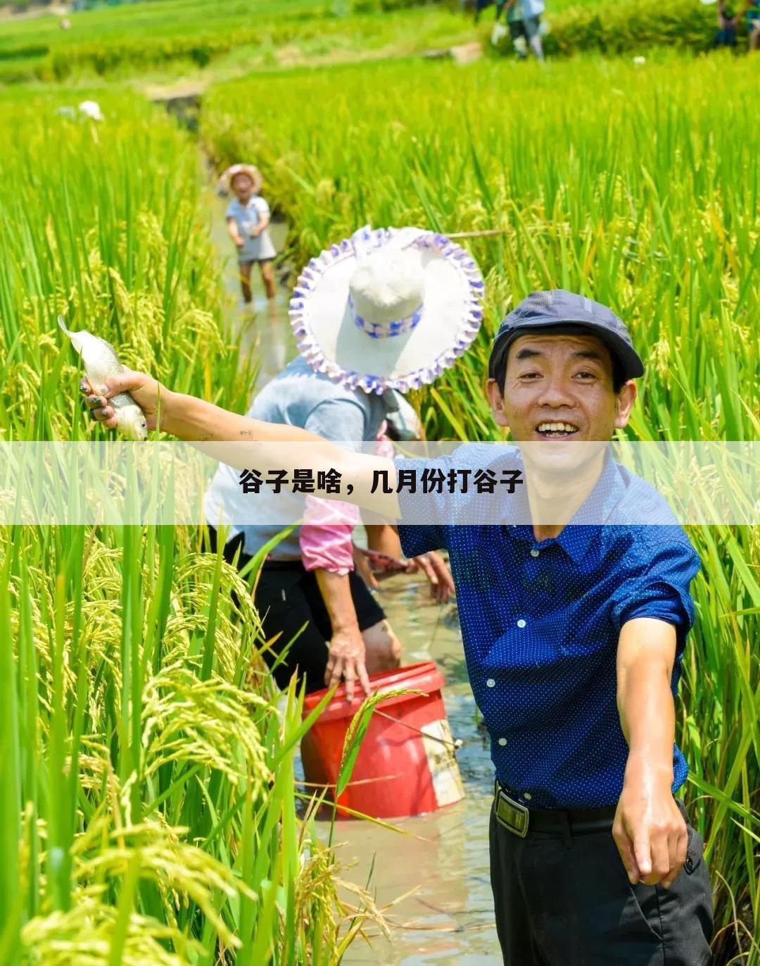 谷子是啥,几月份打谷子