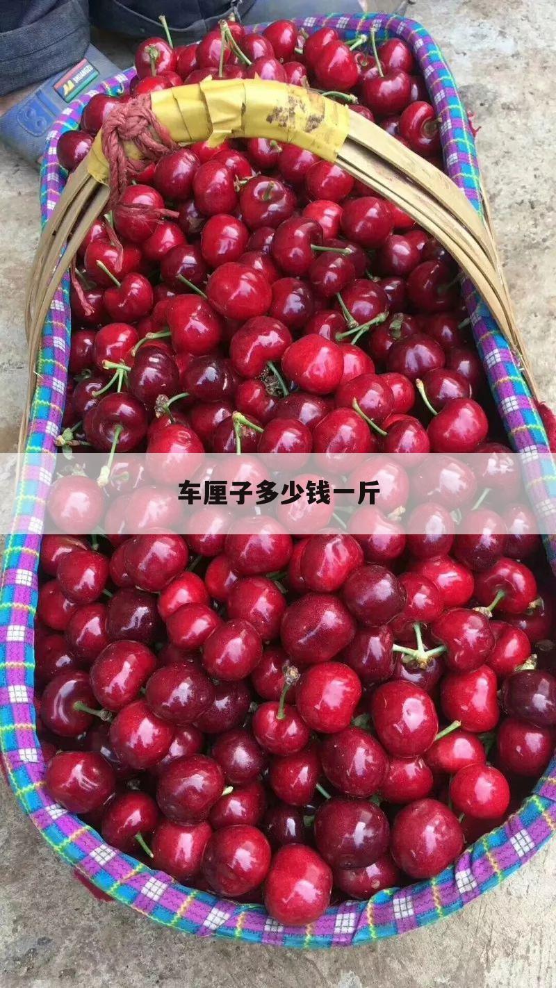 车厘子多少钱一斤