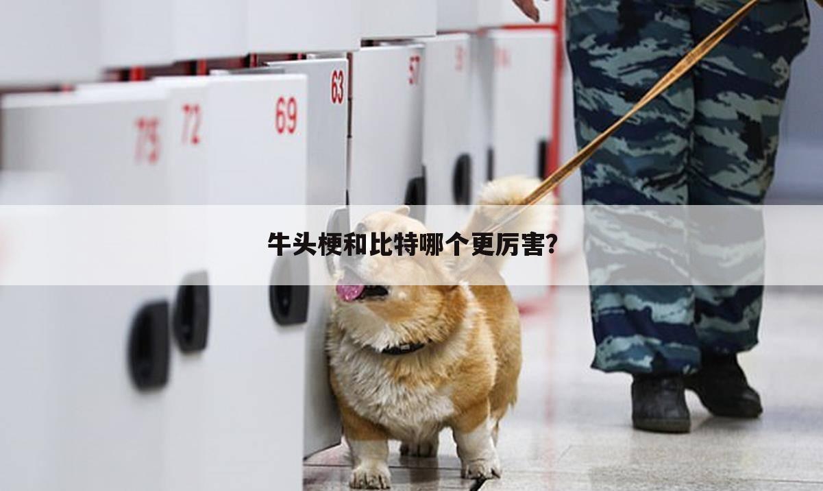 牛头梗和比特哪个更厉害?