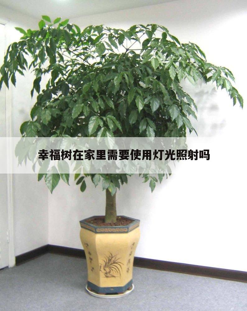 幸福树在家里需要使用灯光照射吗