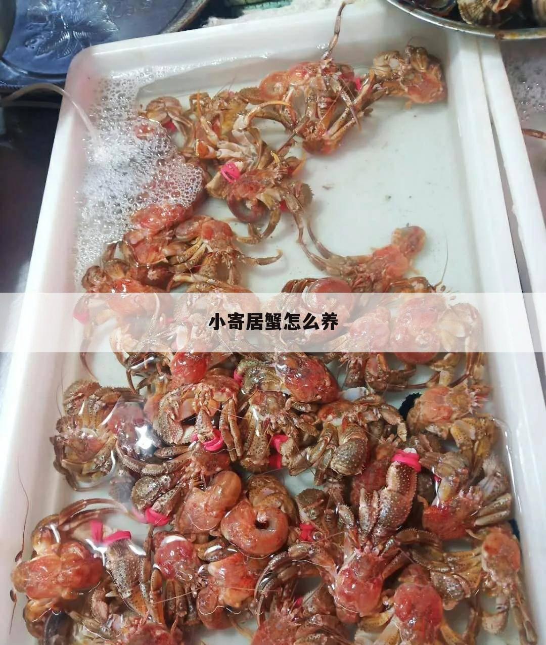小寄居蟹怎么养