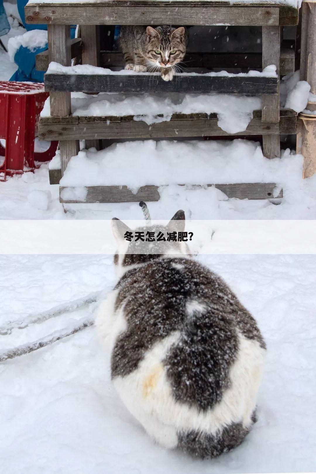 冬天怎么减肥?