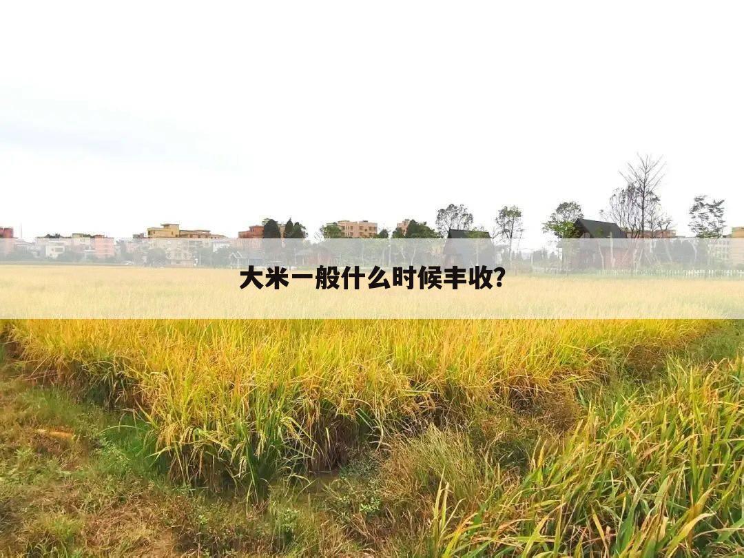 大米一般什么时候丰收?