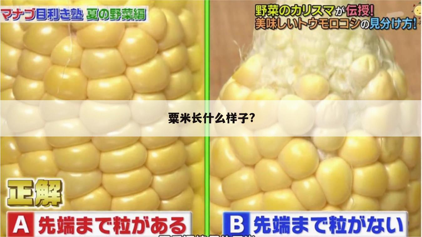 粟米长什么样子?