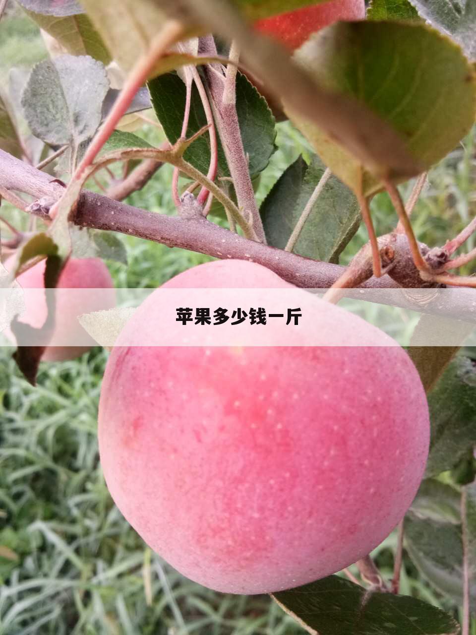 苹果多少钱一斤