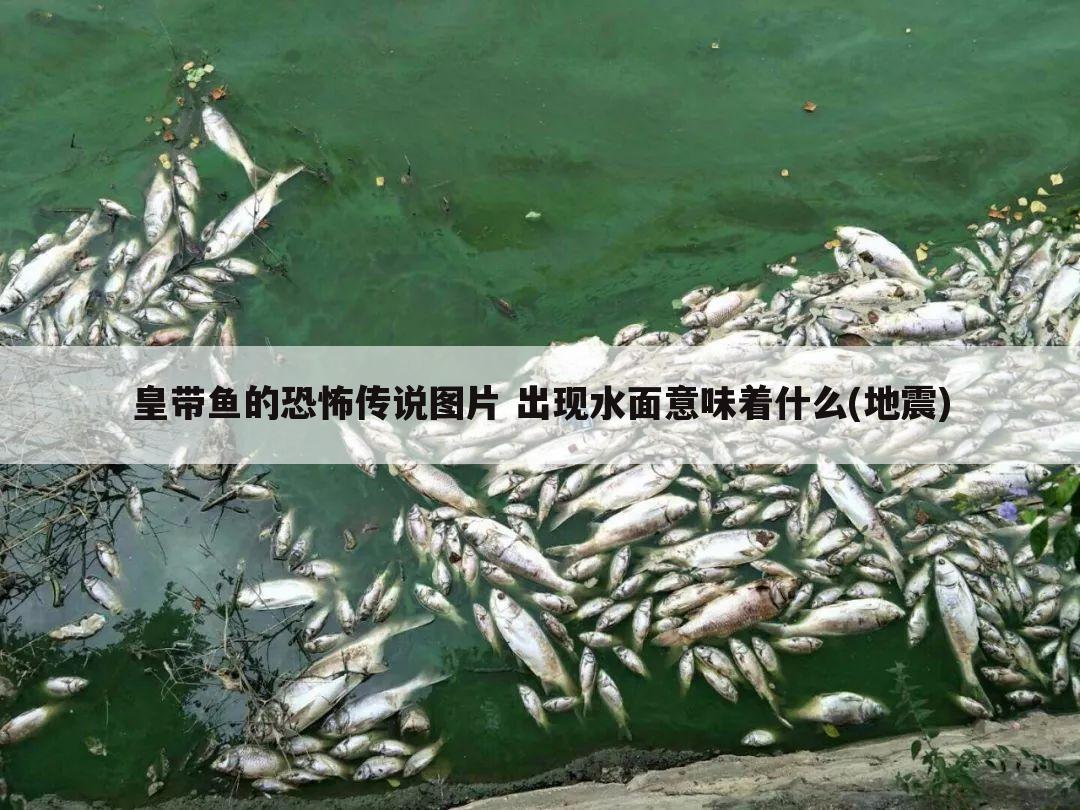 皇带鱼的恐怖传说图片 出现水面意味着什么(地震)