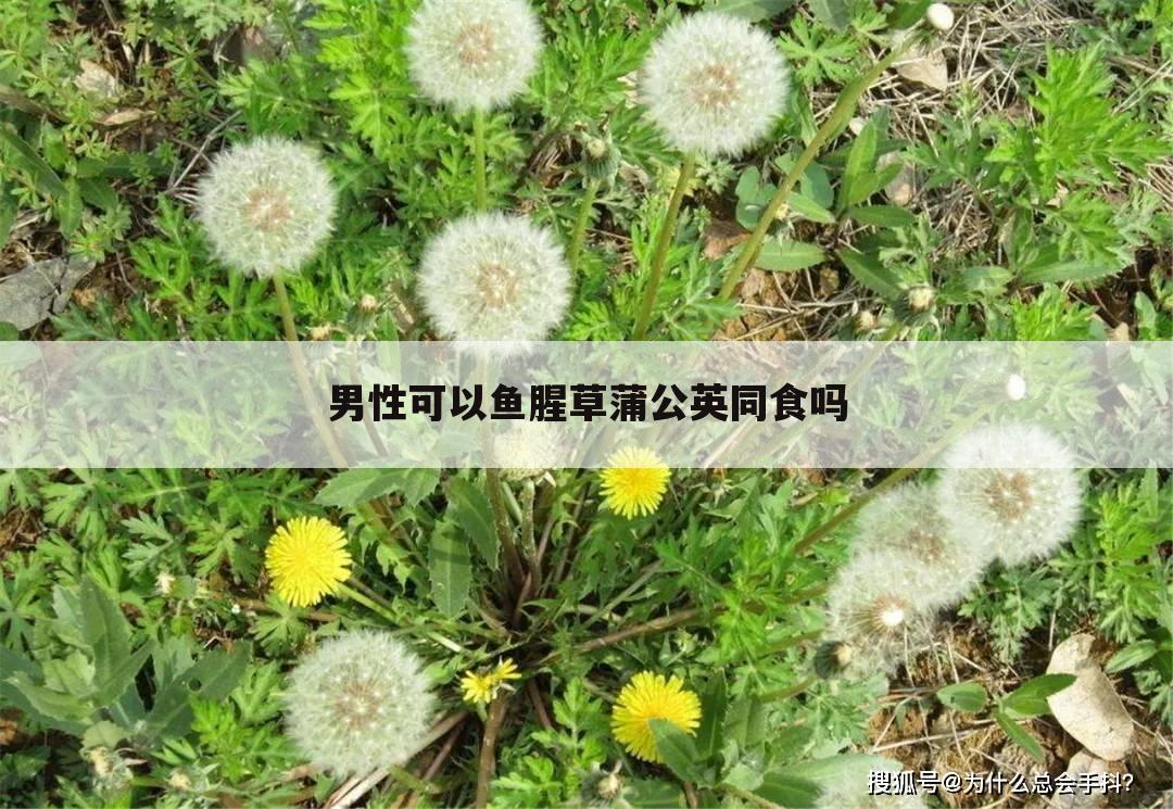 男性可以鱼腥草蒲公英同食吗