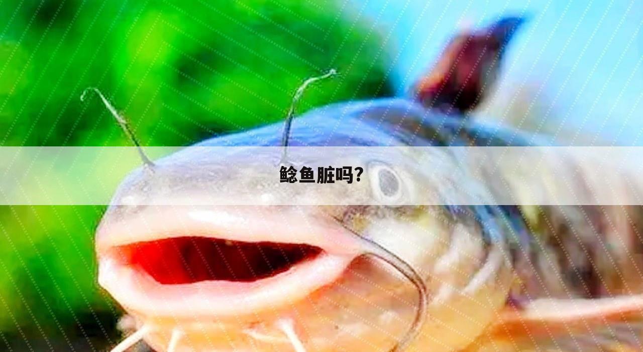 鲶鱼脏吗?