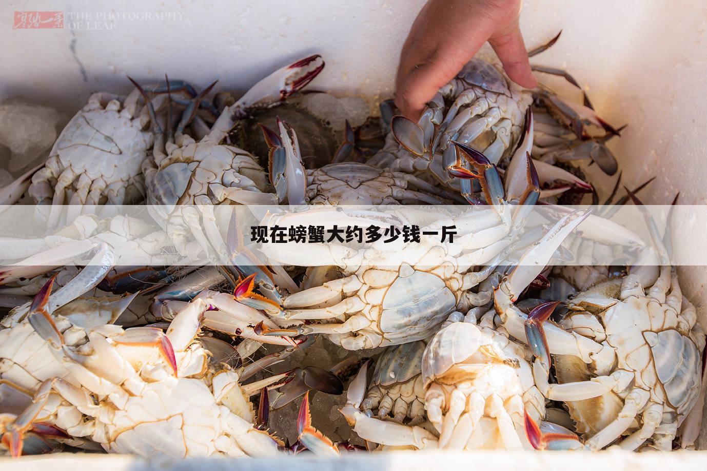 现在螃蟹大约多少钱一斤
