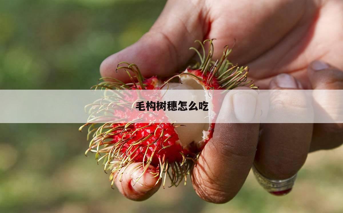 毛构树穗怎么吃