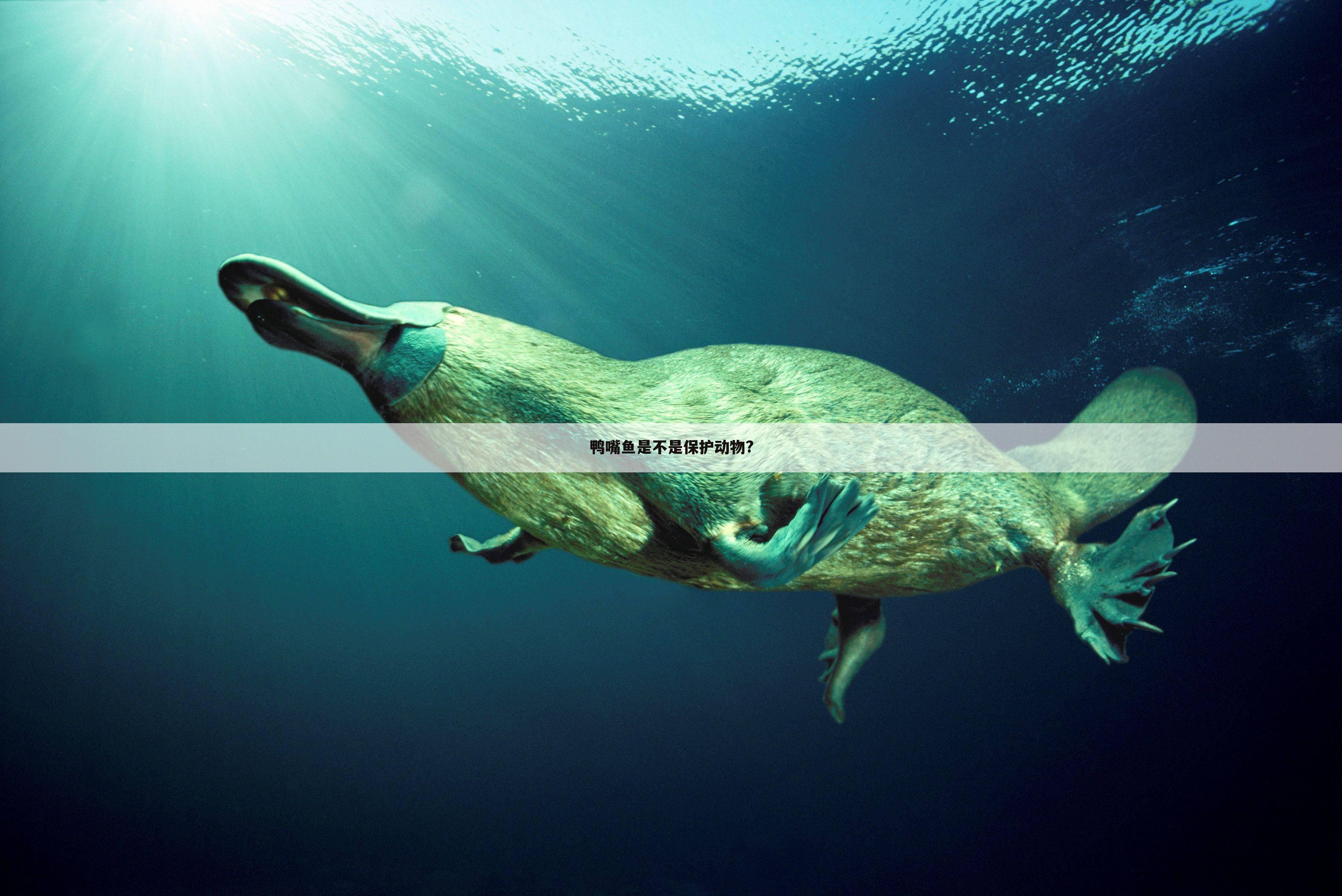 鸭嘴鱼是不是保护动物?