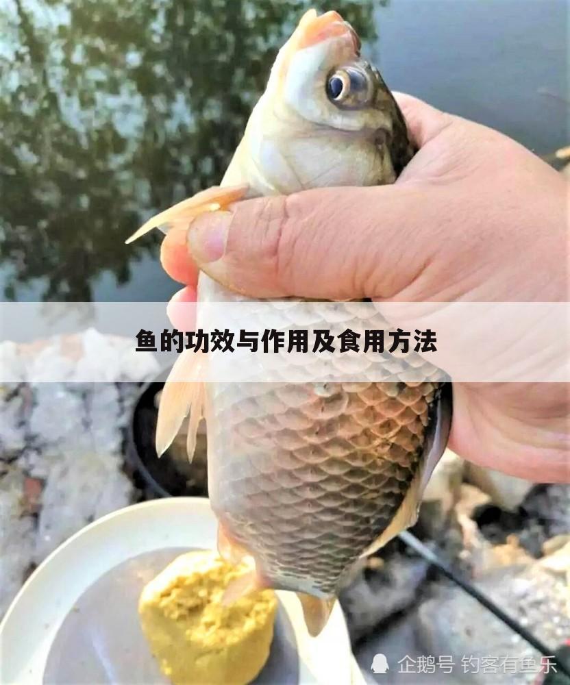 鱼的功效与作用及食用方法
