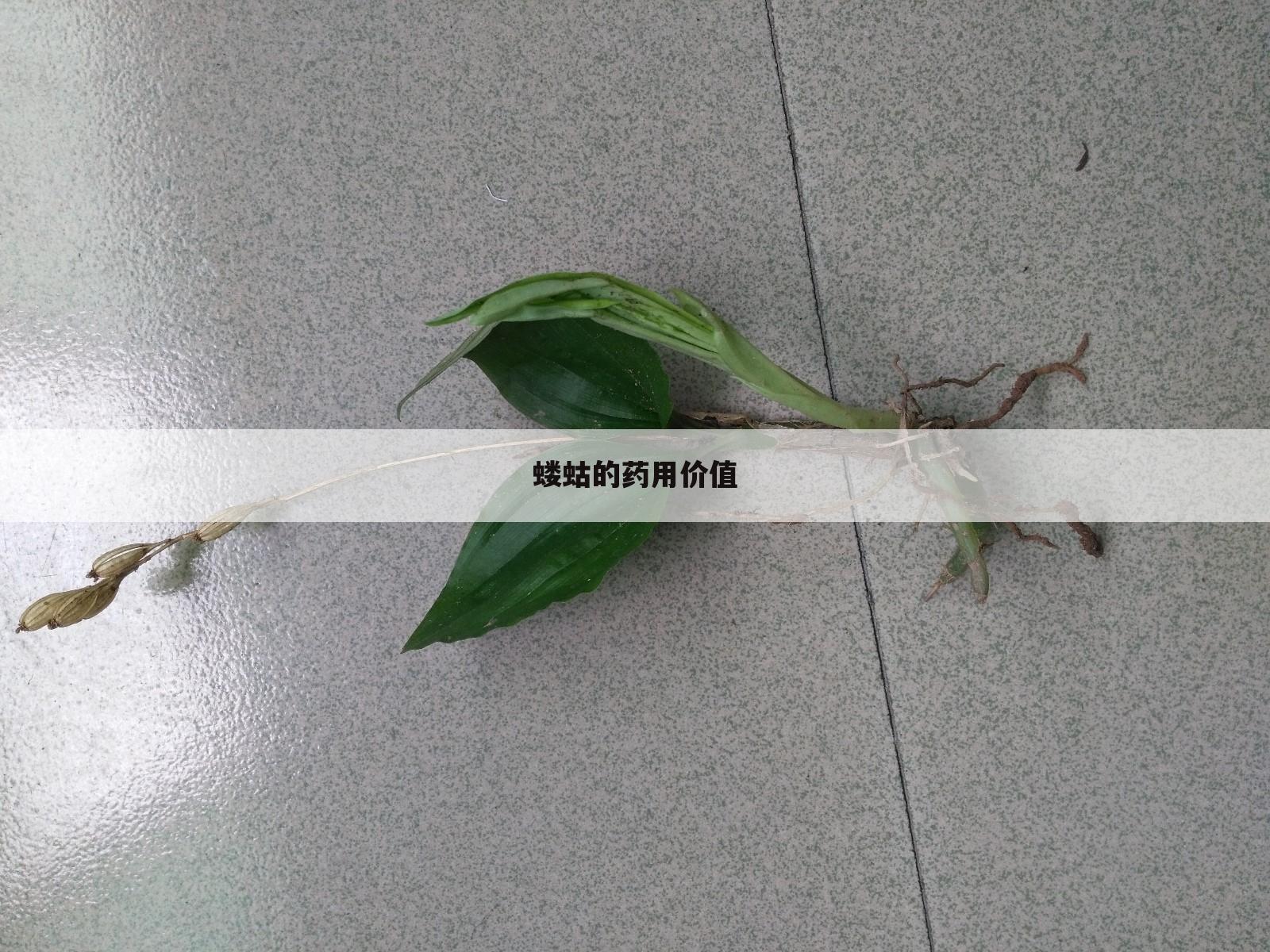 蝼蛄的药用价值