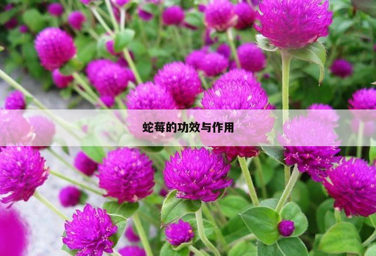 蛇莓的功效与作用