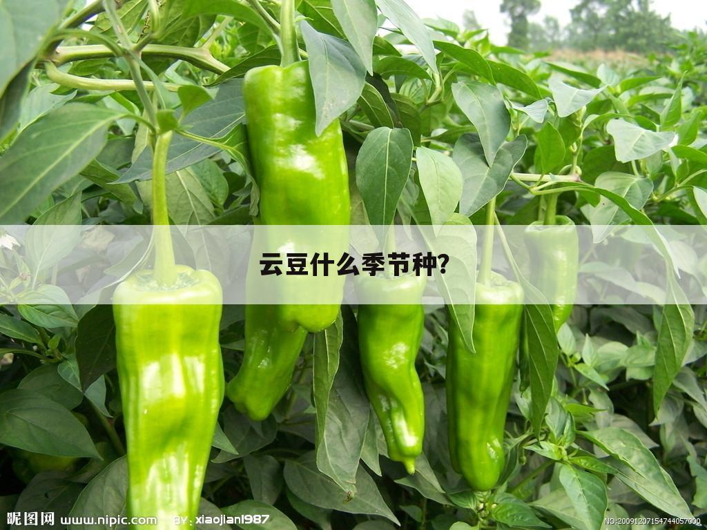 云豆什么季节种?