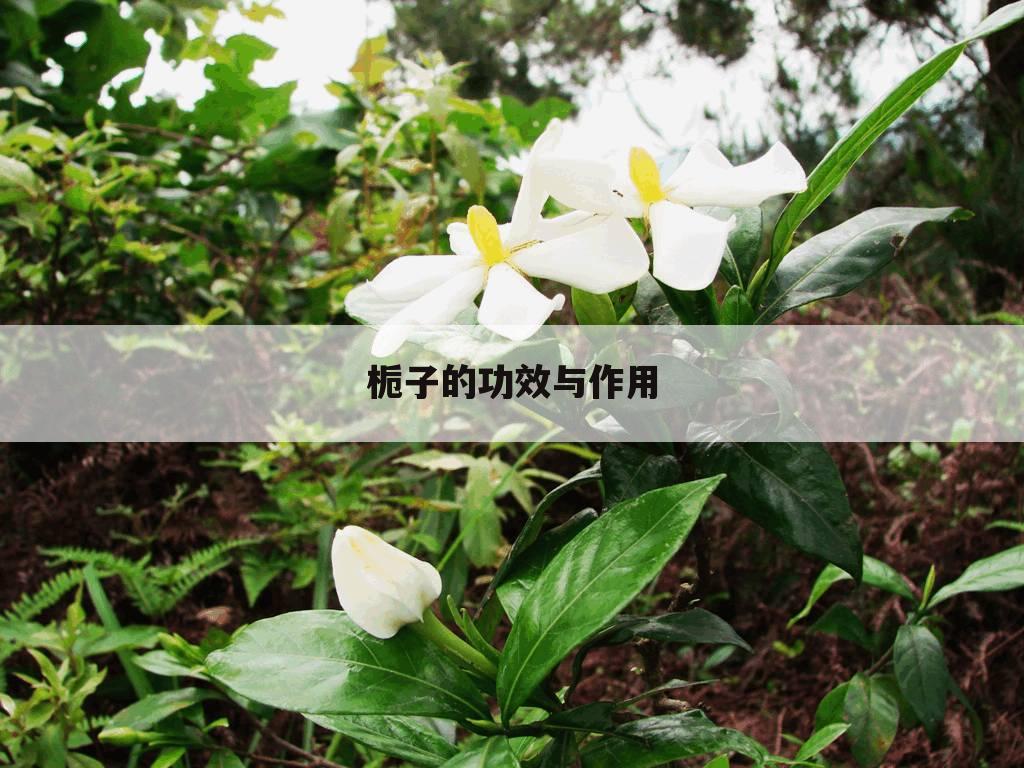栀子的功效与作用