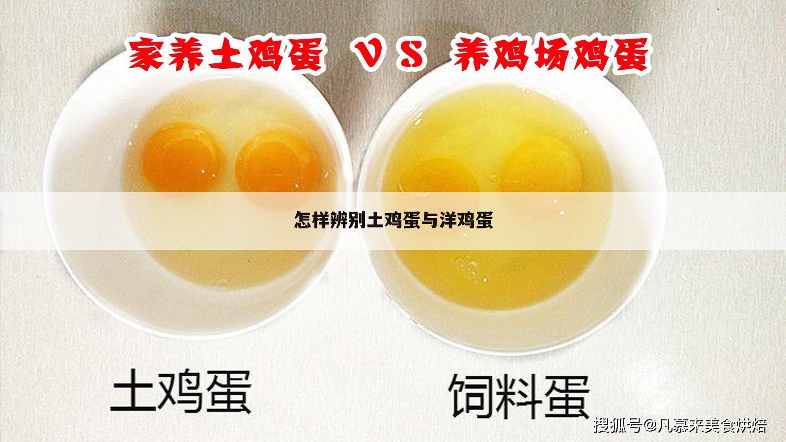 怎样辨别土鸡蛋与洋鸡蛋