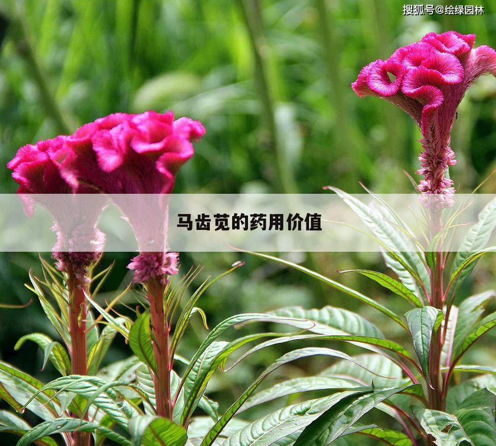 马齿苋的药用价值