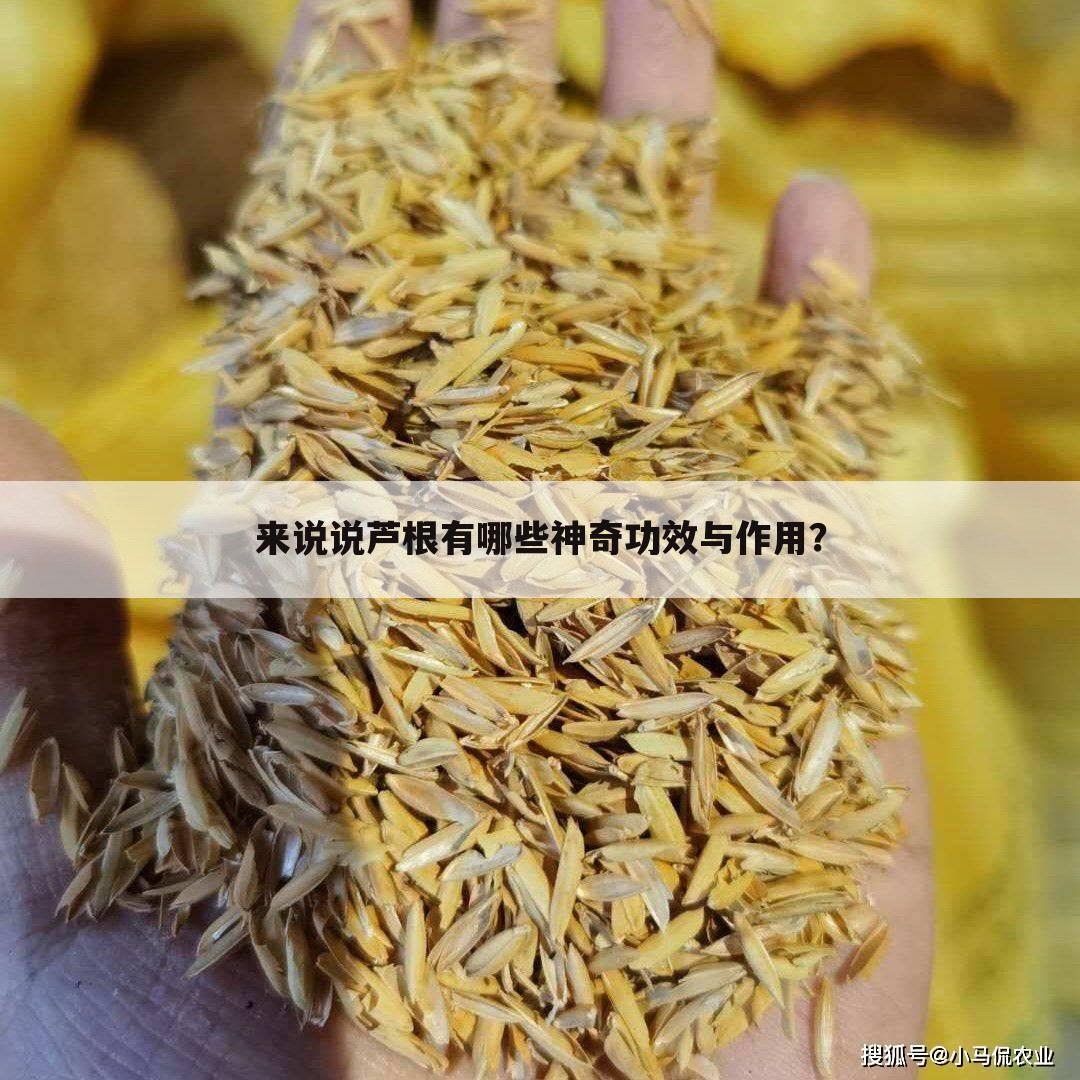 来说说芦根有哪些神奇功效与作用?